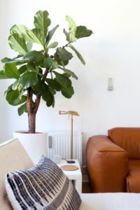 Ficus