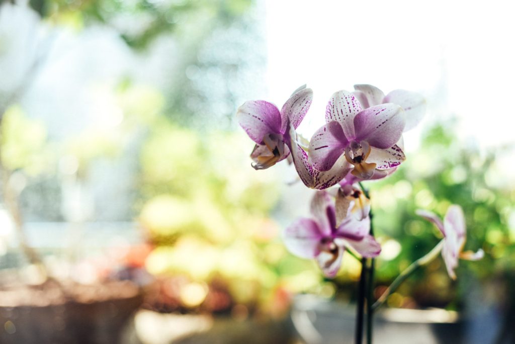 orchidée